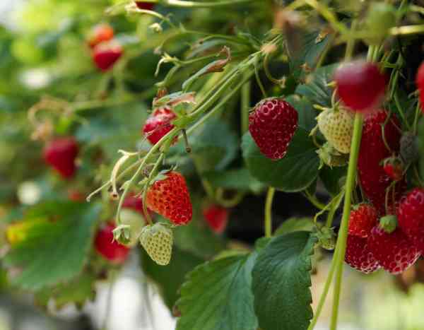 Erdbeeren im Pflanzkasten pflanzen?