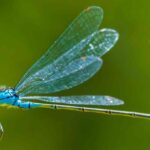 Libellen und Kleinlibellen: Rolle im Garten?