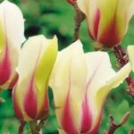 7 Magnolien für Kübel: Blüten auf kleinem Raum