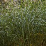 Chinaschilf-Mulch: Vorteile und Nachteile?