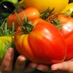 Eigenen Gemüsegarten anlegen: gesund essen, Geld sparen