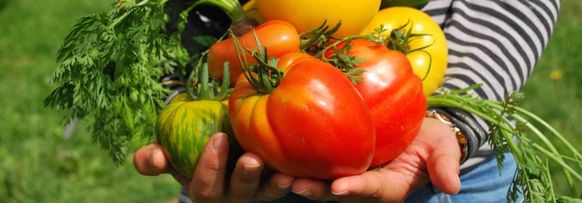Eigenen Gemüsegarten anlegen: gesund essen, Geld sparen