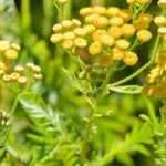 Natürliche Insektizide als Jauche und Sud