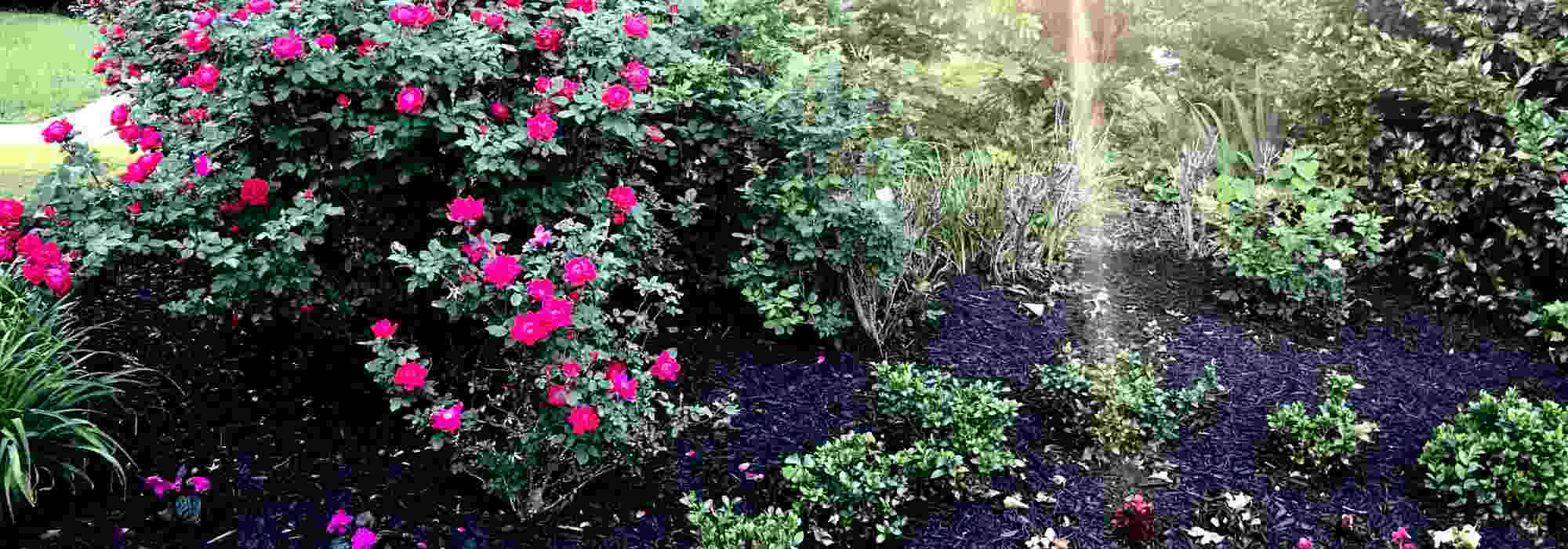 Rosen mulchen: besten Mulch wählen und anwenden