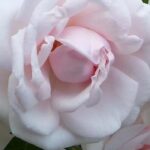 Rosen im Halbschatten: Ja, das geht!