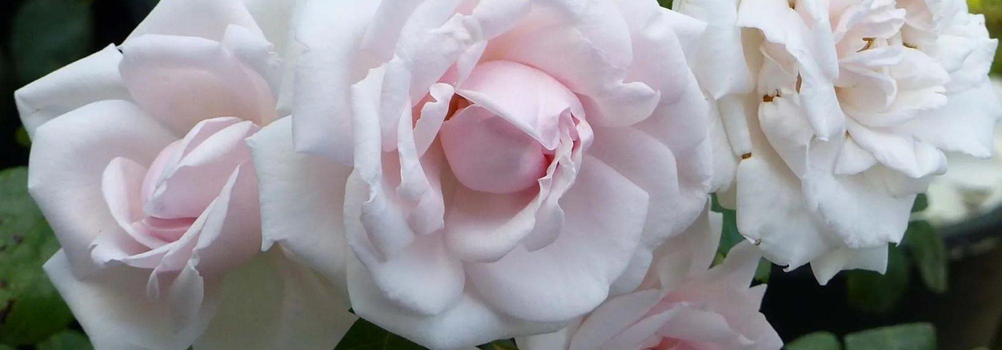 Rosen im Halbschatten: Ja, das geht!