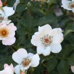 7 bei Bienen beliebte Rosen