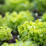 Salat: die Qual der Wahl!