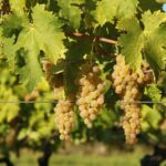 Weinreben-Spalier bauen?