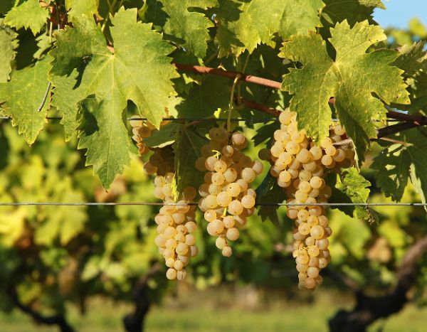 Weinreben-Spalier bauen?