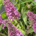 Die besten rosa Sommerflieder für den Garten
