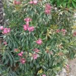 5 Oleander mit rosa Blüten für einen eleganten Garten