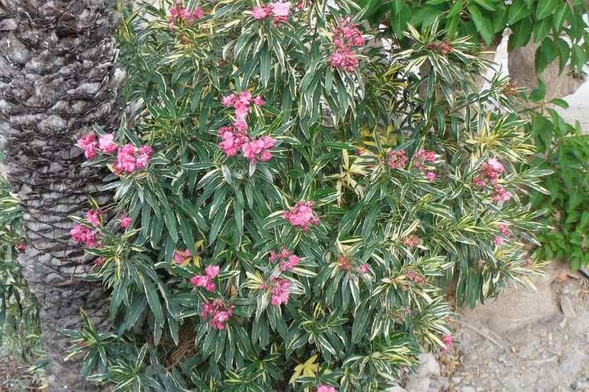 5 Oleander mit rosa Blüten für einen eleganten Garten