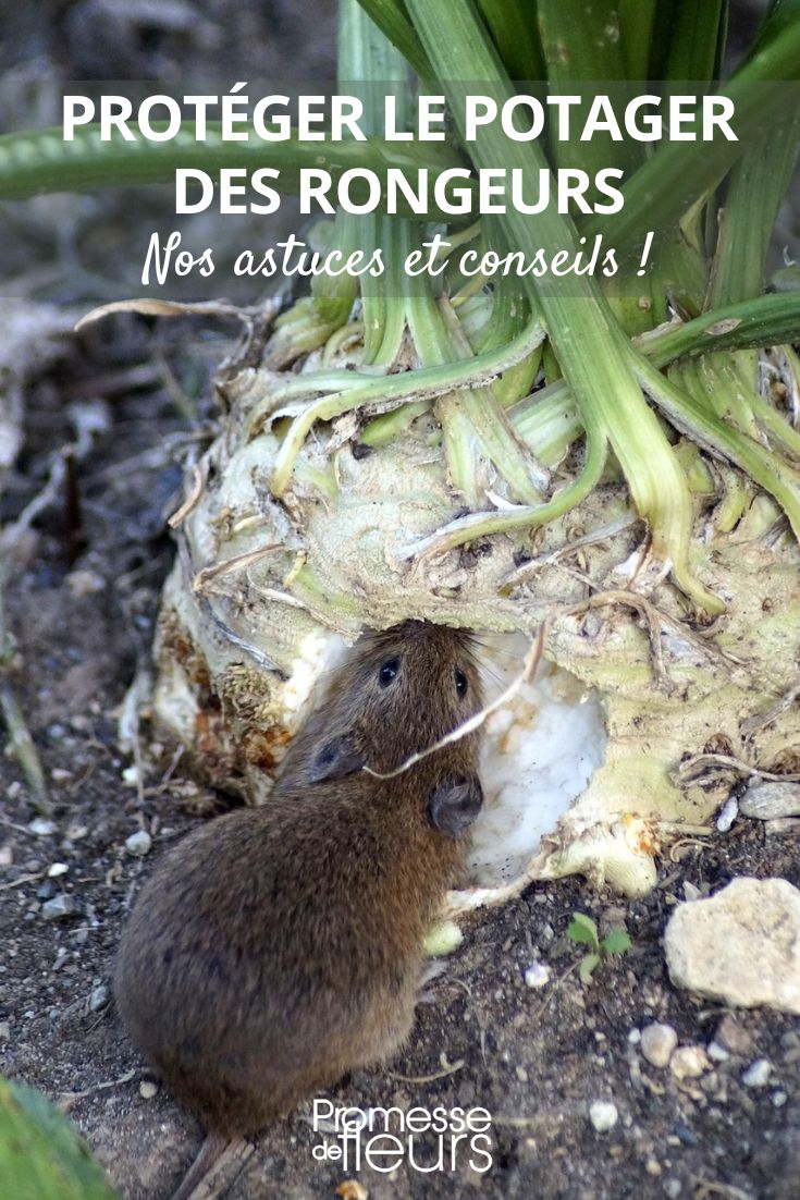 Mäuse und Wühlmäuse im Gemüsegarten