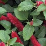 7 exotische Sommerblüher
