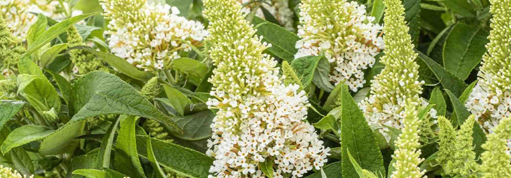 Die besten weißen Sommerflieder für blühende Gärten