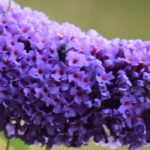 Die besten Sommerflieder in Violett, Lila und Purpur