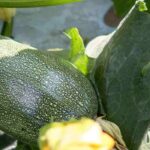 Beste Mischkultur-Partner für Zucchini