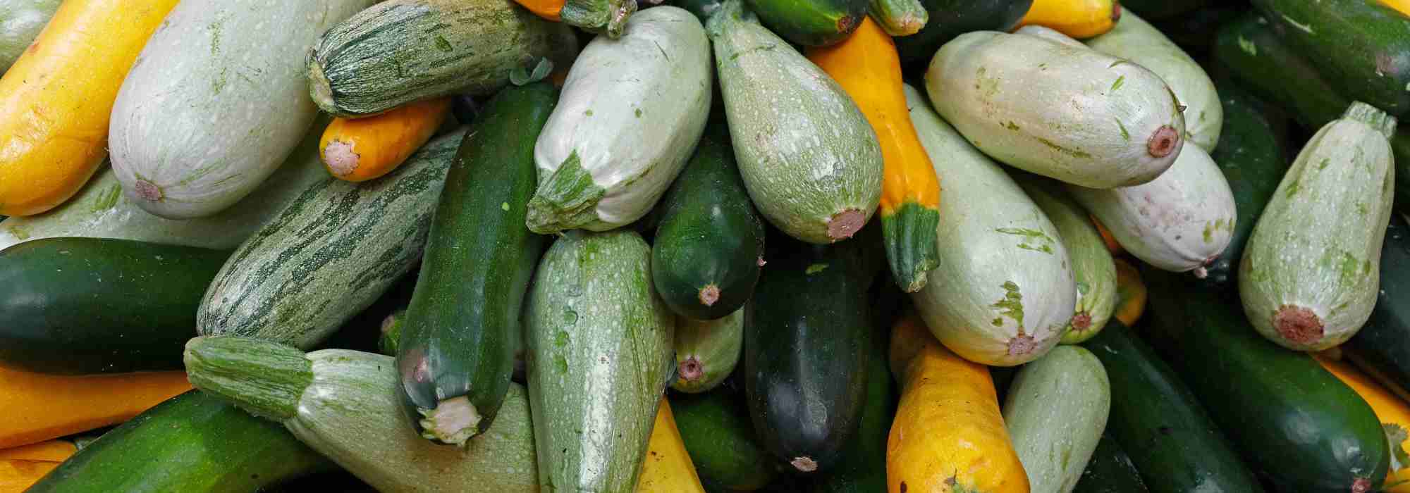 Warum tragen meine Zucchini keine Früchte?
