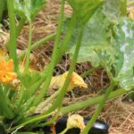 Zucchini: bewährte Sorten