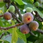 Feigenbaum: beste Sorten für den Garten