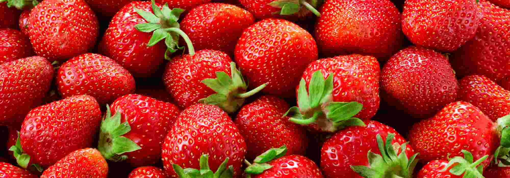 Remontierende Erdbeeren: sichere Wahl für reiche Ernte