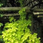 6 Kletterpflanzen für eine prachtvolle Pergola