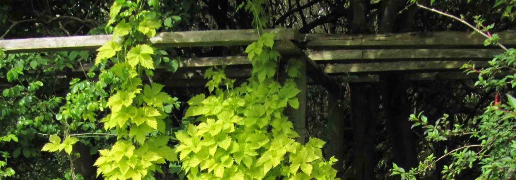 6 Kletterpflanzen für eine prachtvolle Pergola