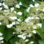 Sternhortensie: unsere Top 7