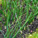 7 ertragreichste Gemüse für den Garten