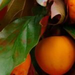 Kaki-Pflaume: beste Sorten