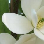 Immergrünes Laub, duftende Blüten: Magnolie