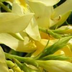 5 Oleander mit gelben Blüten für einen hellen Garten