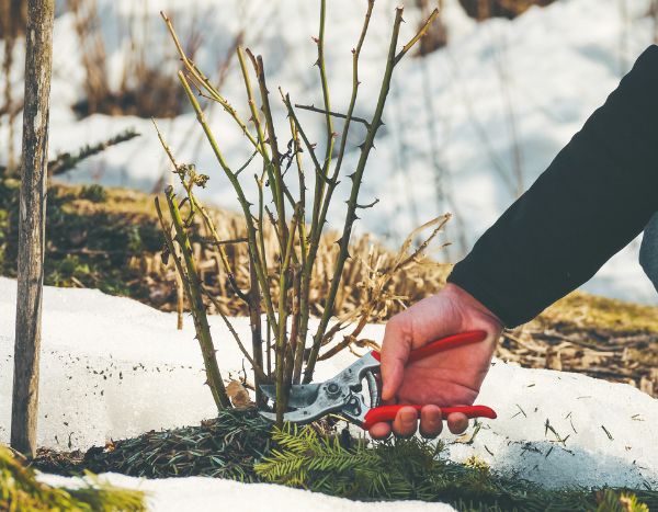 Wildtriebe bei Rosen: Warum und wie entfernen?