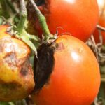 7 Tomatensorten, natürlich resistent gegen Mehltau