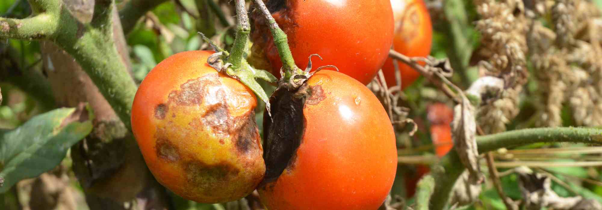 7 Tomatensorten, natürlich resistent gegen Mehltau