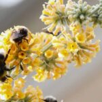 Top 5 gelb- und orangeblühender Sommerflieder