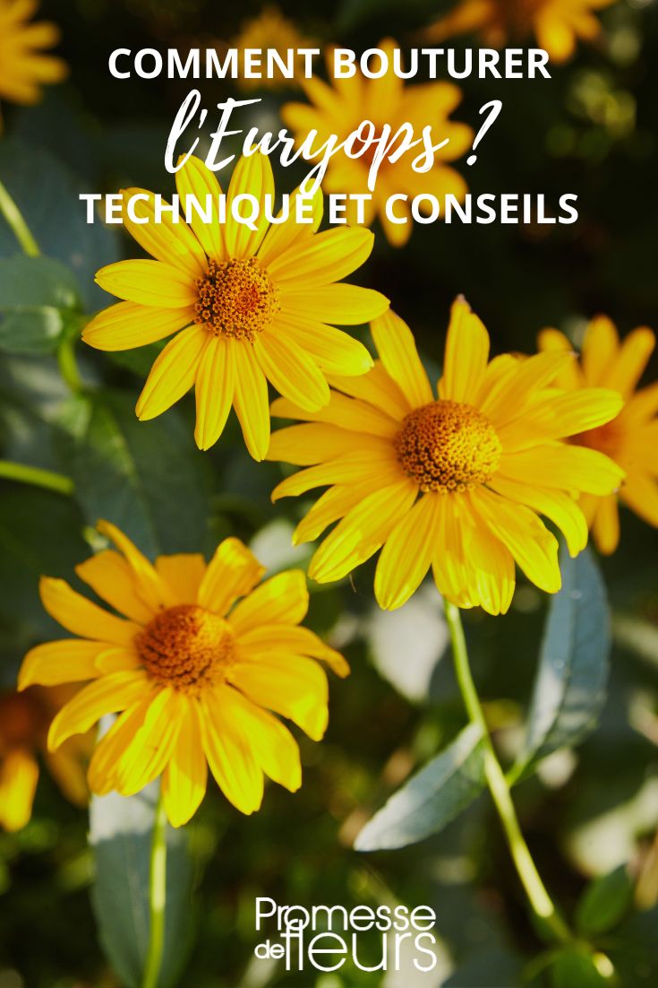 gelbe Blüten des Euryops