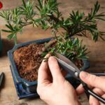 Bonsai gestalten: Schritt für Schritt?