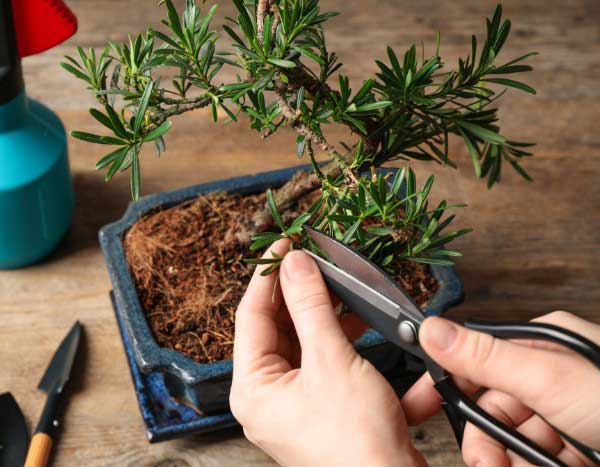 Bonsai gestalten: Schritt für Schritt?