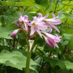 Crinum pflanzen?