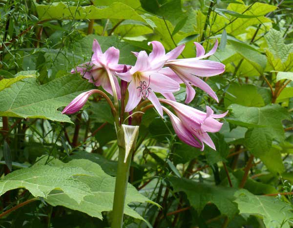 Crinum pflanzen?