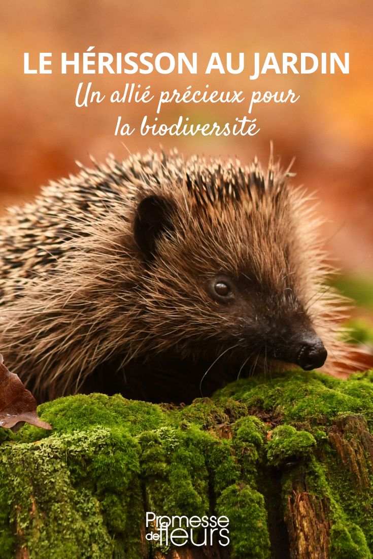 Der nützliche Igel im Garten