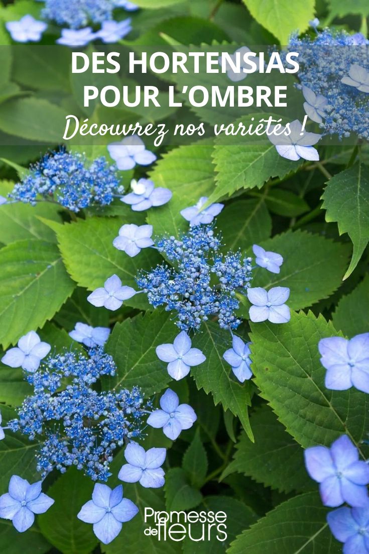 Hortensie Annie's Blue