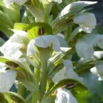 Akanthus: schönste Sorten ent­decken