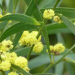 6 Bäume mit gelben Blüten für jeden Garten