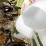 Bienenfreundliche Sträucher: wertvoll für Biodiversität