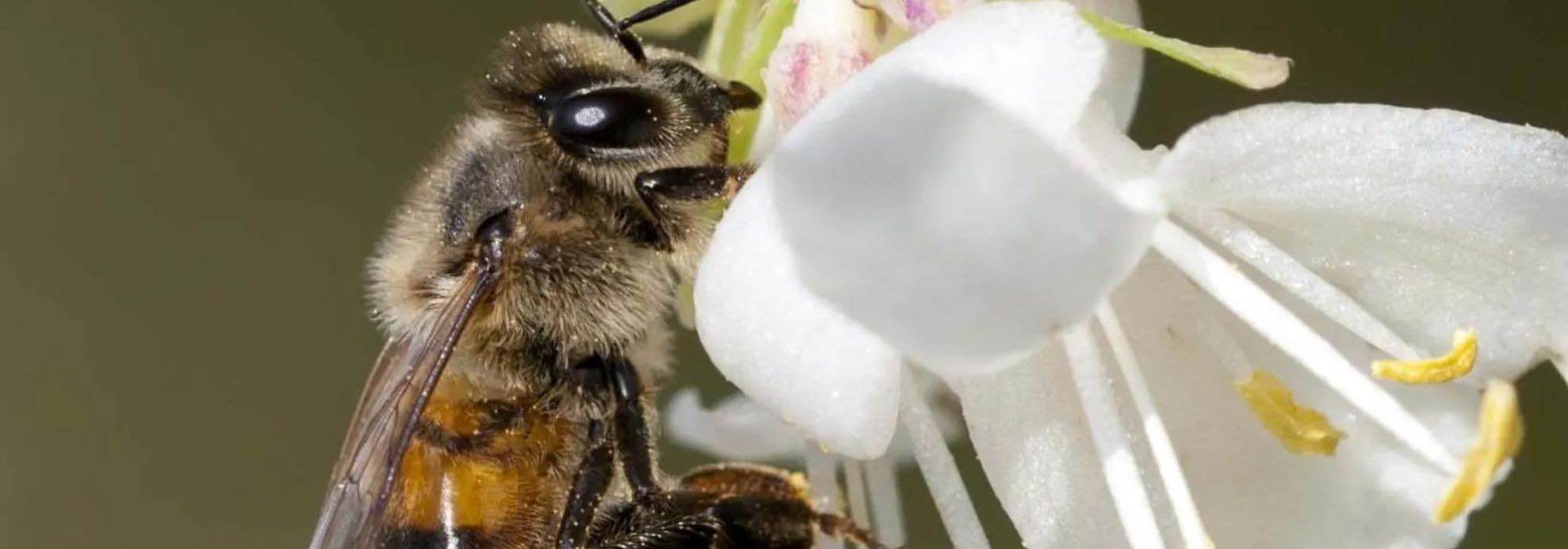 Bienenfreundliche Sträucher: wertvoll für Biodiversität