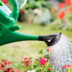 Wie oft den Garten im Sommer gießen?