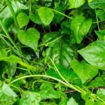 Indischer Spinat anbauen: Tipps